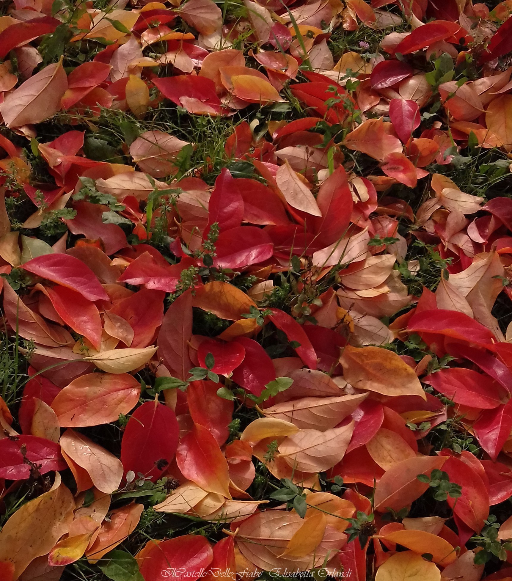 Red leaves_1